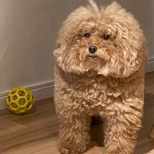 Meet your Posher, David